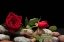 Picture of RED ROSE