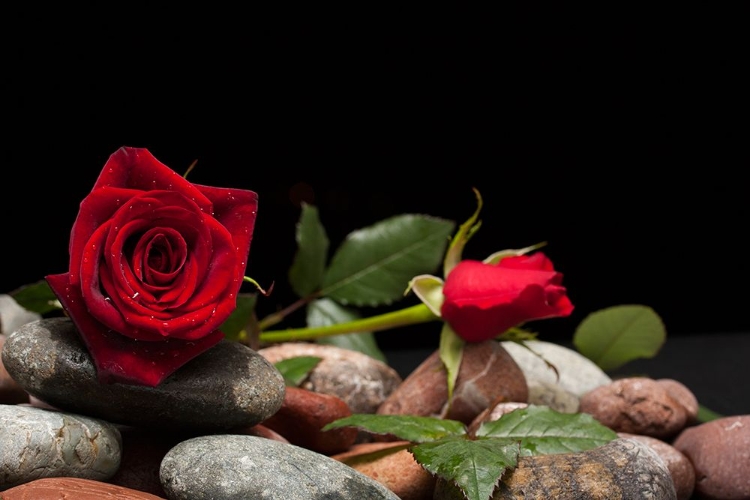 Picture of RED ROSE