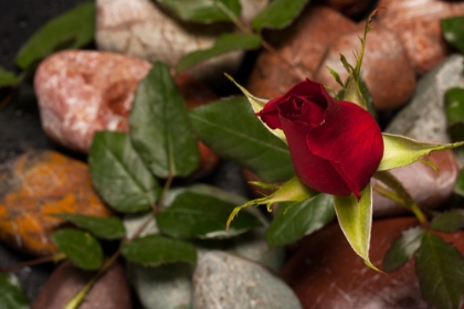 Picture of RED ROSE