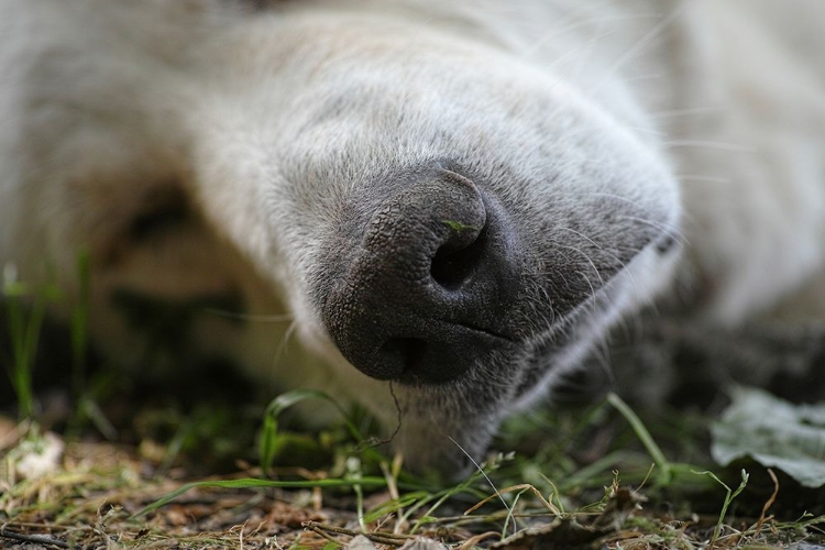 Picture of SLEEPING DOG