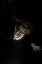 Picture of UNDERWATER ARTISTIC PORTRAIT SHOOTING