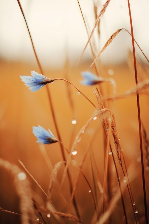 Picture of BLUE CORN FLOWERS