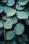 Picture of LOW LIGHT NATURE NO 6