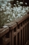 Picture of LOW LIGHT NATURE NO 4
