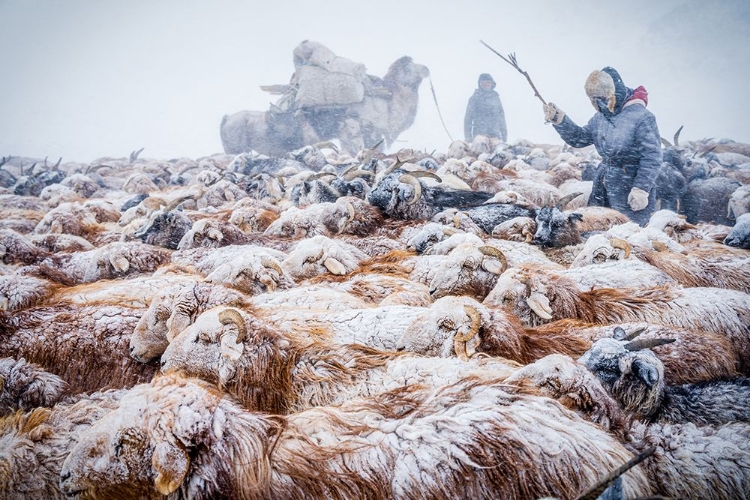 Picture of WINTER MIGRATION AND SNOW BLIZZARDS