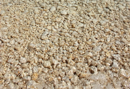 Picture of GOLDEN PEBBLES AND CLEAR WATER