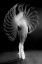 Picture of DANCE