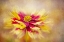 Picture of COREOPSIS