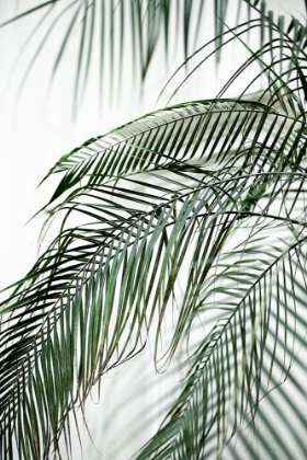 Picture of PALM LEAVES 21