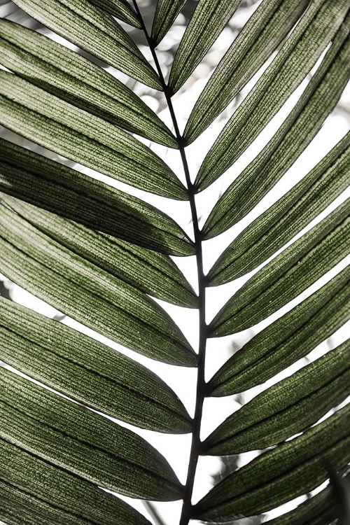 Picture of PALM LEAVES 24