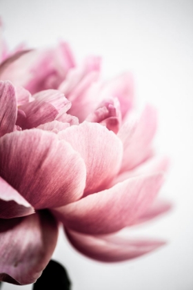 Picture of PEONY 1