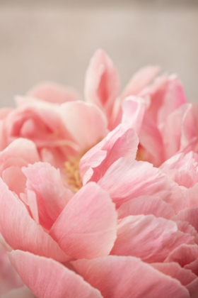 Picture of PEONY 4