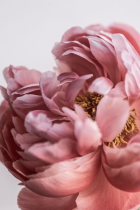Picture of PEONY