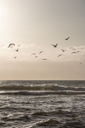 Picture of BIRDS AND THE SEA 3