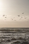 Picture of BIRDS AND THE SEA 3