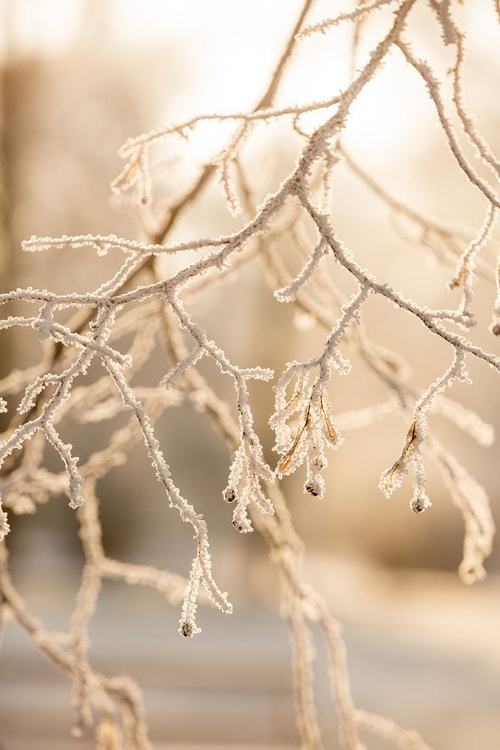 Picture of FROSTY MORNING 6