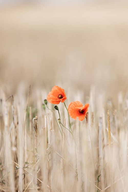 Picture of SUMMER POPPIES