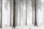 Picture of WINTER FOREST