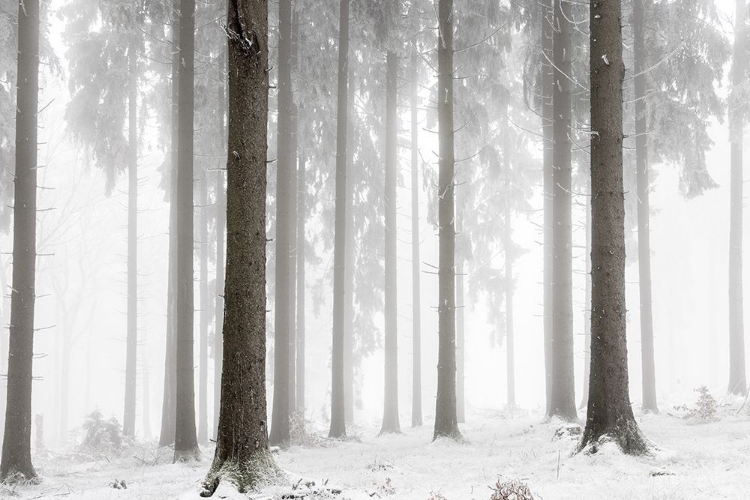 Picture of WINTER FOREST