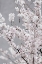 Picture of COLORFUL SPRING 6