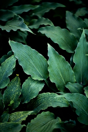 Picture of DARK LEAVES 15