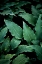 Picture of DARK LEAVES 15