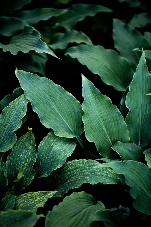 Picture of DARK LEAVES 15