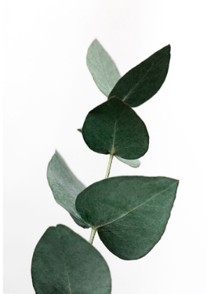 Picture of EUCALYPTUS 4 A1