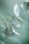 Picture of EUCALYPTUS 9