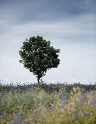 Picture of SUMMER MEADOW