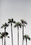 Picture of PALM TREES 5