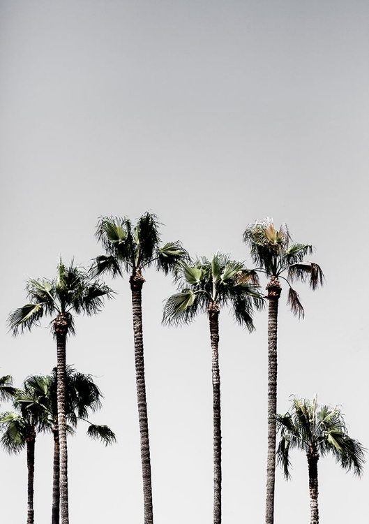 Picture of PALM TREES 5