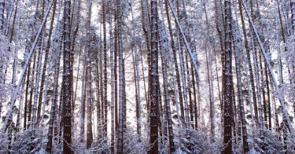 Picture of PANORAMIC WINTER PINE TREES