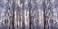 Picture of PANORAMIC WINTER PINE TREES