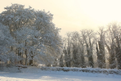 Picture of WOODS IN THE SNOW