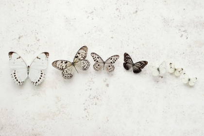 Picture of DANCING SPECKLED BUTTERFLIES