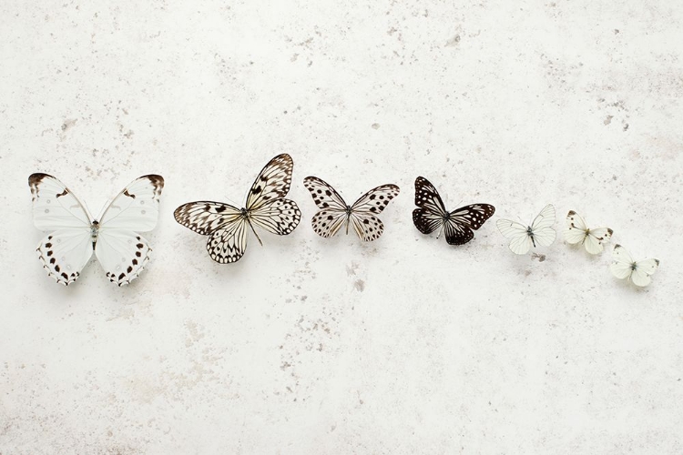 Picture of DANCING SPECKLED BUTTERFLIES