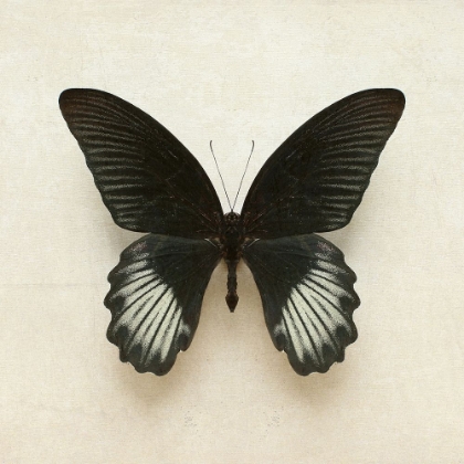 Picture of BLACK MORMON BUTTERFLY SQUARE