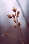 Picture of NATURE IMPRESSIONS NO 2