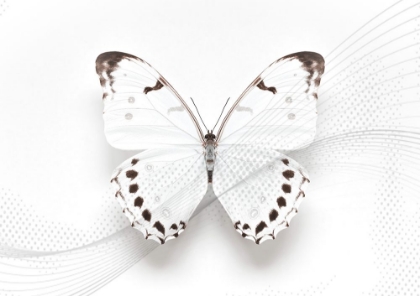 Picture of WHITE BUTTERFLY SWIRL