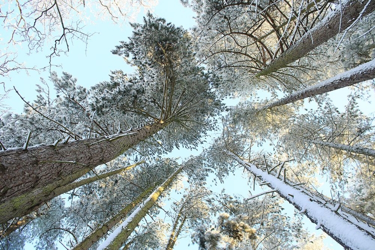 Picture of TALL PINE TREES, SNOW, GOLDEN GLOW