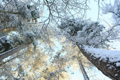 Picture of TALL PINE TREES, SNOW, GOLDEN GLOW II