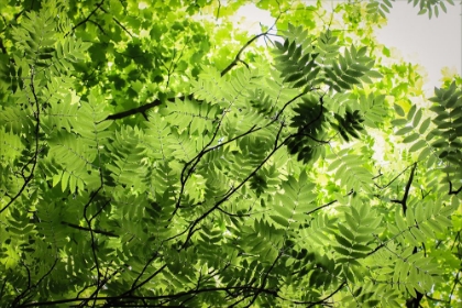 Picture of ROWAN TREE CANOPY