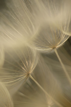 Picture of SALSIFY SEED HEAD CLOSEUP