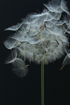 Picture of SALSIFY SEED HEAD