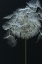 Picture of SALSIFY SEED HEAD