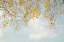 Picture of SILVER BIRCH LEAVES ON BLUE SKY