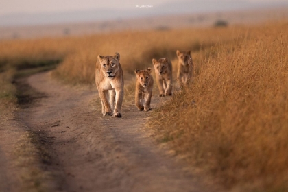 Picture of MOM AND THE CUBS