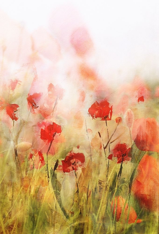 Picture of POPPIES IV