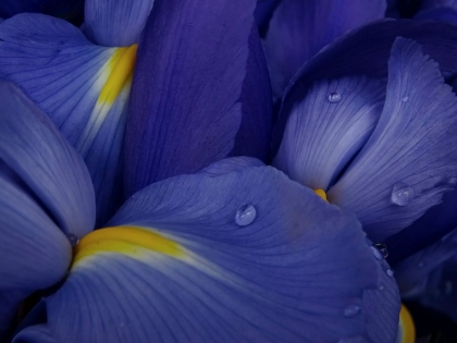 Picture of IRISES